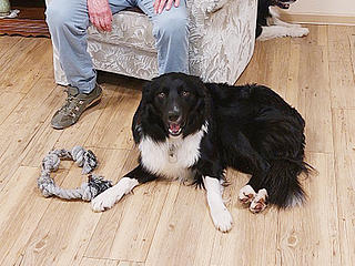 Zwei Border Collies im Alten- und Pflegeheim St. Hildegard Emmelshausen